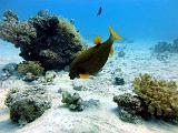 Poisson coffre jaune_01b